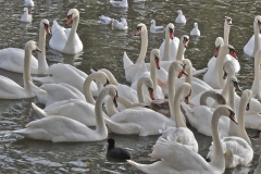 Mainly swans, at Stratford