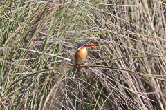 African Kingfisher