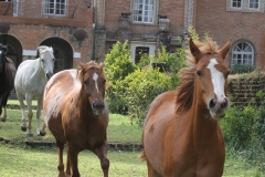 Shiwa Horses