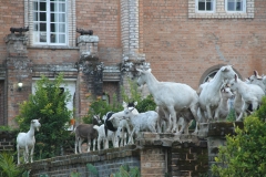 Shiwa goats, trespassing