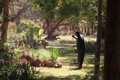Early morning gardener at Lilayi