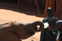 Feeding the orphan elephants