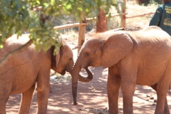 Elephants in their orphanage