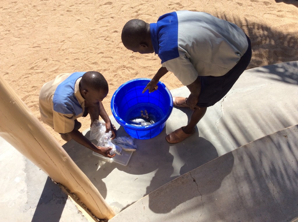 Preparing the fish eagle bait