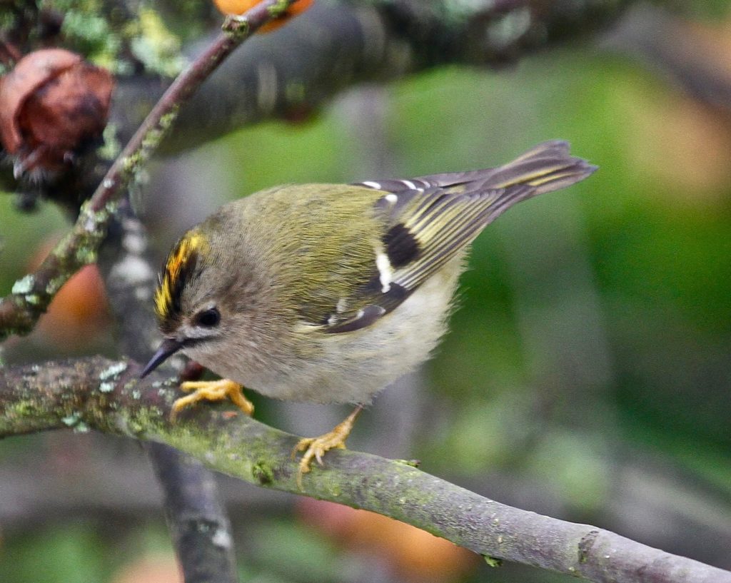 A Goldcrest in our garden