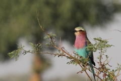 Beautiful Lilac-Breasted Roller