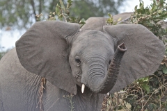 An elephant!