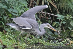 A Heron on the Broads