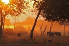 Close up of animals returning home at dusk