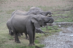 Elephants coming for a drink