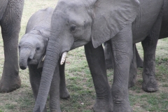 Elephants at the water