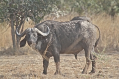Buffalo