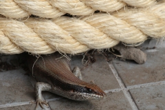 Lizard