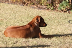 Peter and Etain's dog