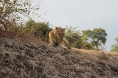 We saw plenty of lions
