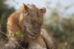 Lion close up