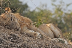 Lions