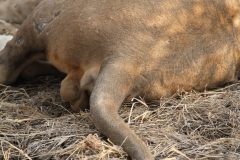 Resting Lion