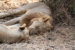 Sleeping off a kill