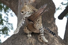 Leopard, Kapani Camp, Luangwa Valley, Zambia