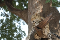 Leopard, Kapani, Luangwa Valley, Zambia