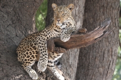 Leopard, Luangwa Valley, Zambia