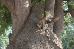 Leopard, Luangwa Valley, Zambia