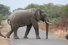 An Elephant Road Block