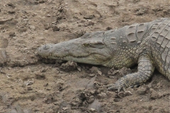 Crocodile, Luangwa River