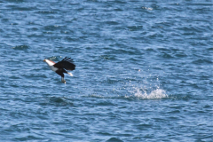 Birds in Malawi 2015