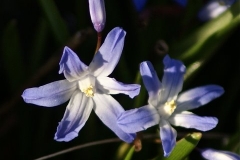 SONY DSC