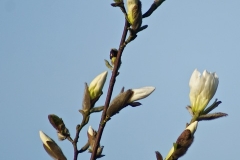 DSC04908