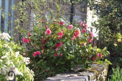 Beautiful Peonies