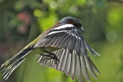 Blue Tit
