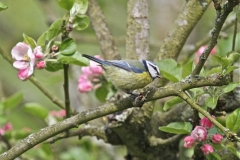 Blue Tit on the apple tree