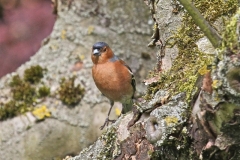 Chaffinch