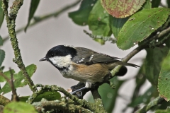 Coal Tit eating a nut