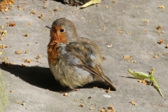 Robin