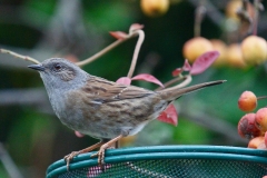 Dunnock in Crown Cottage garden