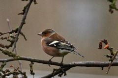 Chaffinch in Crown Cottage garden