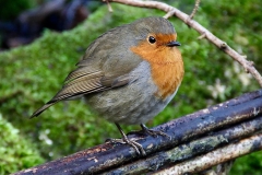 Crown Cottage Robin