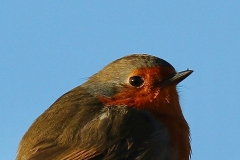 Silhouette of our robin