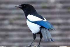 Magpie for RSPB Garden Bird Watch 2017