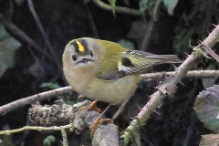 Goldcrest in Parwich