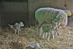 Ben's Quads LO IMG_0268