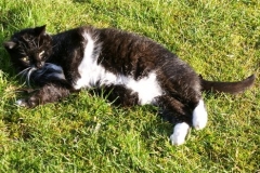 Bots relaxing