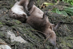 Otters playing London Wetlands July 2915