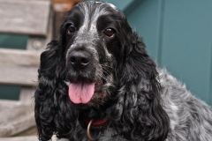 A friend's dog