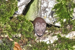 Mouse in the wall