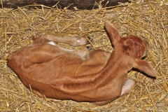 Prunella, newborn 27:5:14IMG_7259